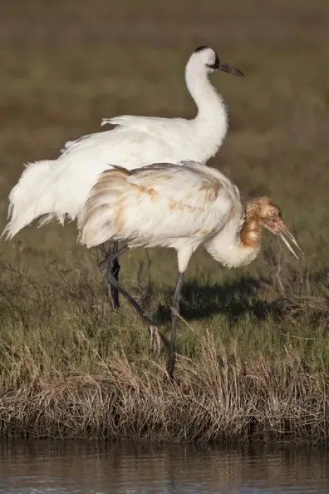 Framed Print : Whooping Crane (Grus americana) wintering at Aransas National Wildlife Refuge, Texas Framed Print : Whooping Crane (Grus americana) wintering at Aransas National Wildlife Refuge, Texas