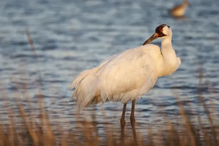 Framed Print : Whooping Crane (Grus americana) wintering at Aransas National Wildlife Refuge, Texas