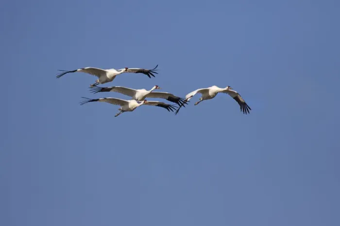 Framed Print : Whooping cranes (Grus americana) flock flying Framed Print : Whooping cranes (Grus americana) flock flying
