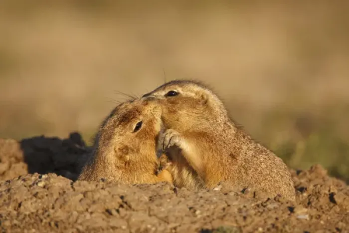 Framed Print : Wichita Mountains National Wildlife Refuge, Lawton, Oklahoma, USA, Black-tailed Prairie Dog