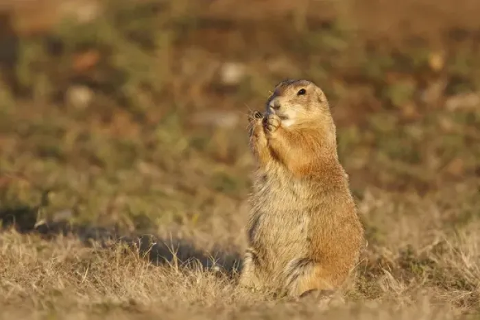 Framed Print : Wichita Mountains National Wildlife Refuge, Lawton, Oklahoma, USA, Black-tailed Prairie Dog Framed Print : Wichita Mountains National Wildlife Refuge, Lawton, Oklahoma, USA, Black-tailed Prairie Dog