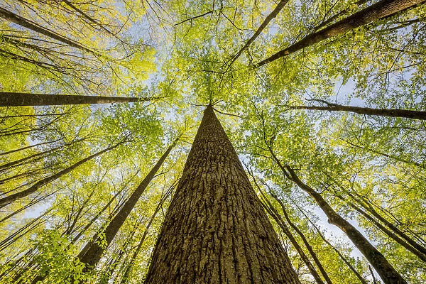Wide angle view upward in the forest, Great Smoky Mountains National Park, North Carolina