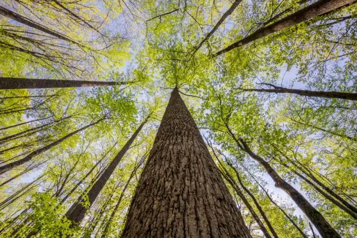 Framed Print : Wide angle view upward in the forest, Great Smoky Mountains, National Park Framed Print : Wide angle view upward in the forest, Great Smoky Mountains, National Park