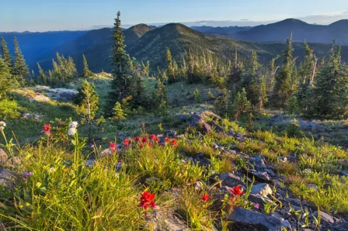 Framed Print : Widlfowers in the Whitefish Range from Werner Peak in the Stillwater State Forest