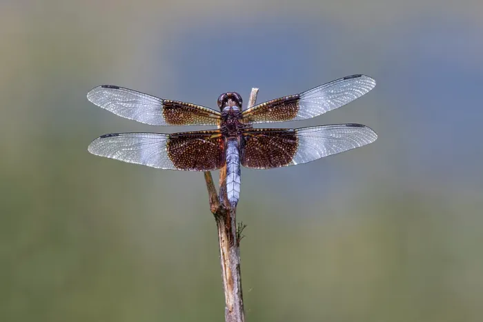 Framed Print : Widow skimmer dragonfly Framed Print : Widow skimmer dragonfly