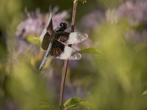 Widow skimmer dragonfly on monarda in prairie outside of Chicago, IL