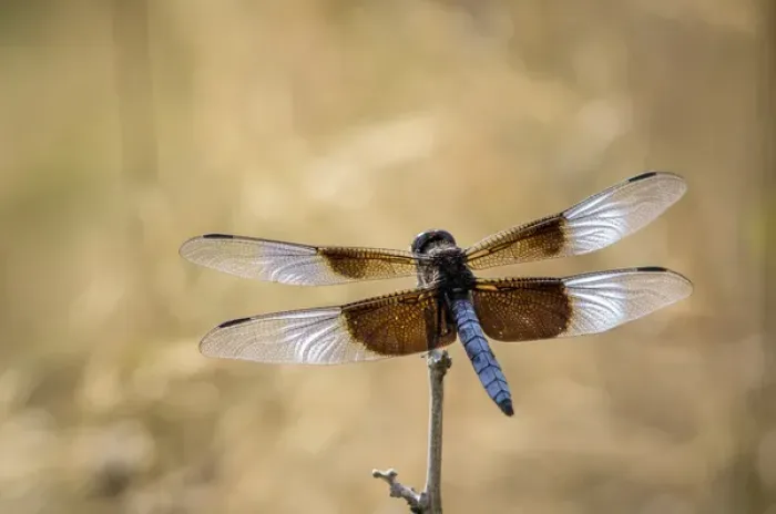 Framed Print : Widow skimmer dragonfly perching, Illinois