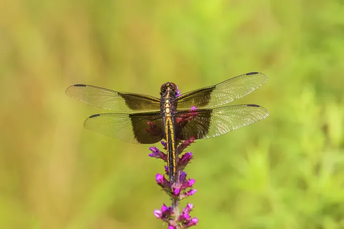 Framed Print : Widow skimmer, female on prairie blazing star, Rock Cave Nature Preserve, Effingham County, Illinois