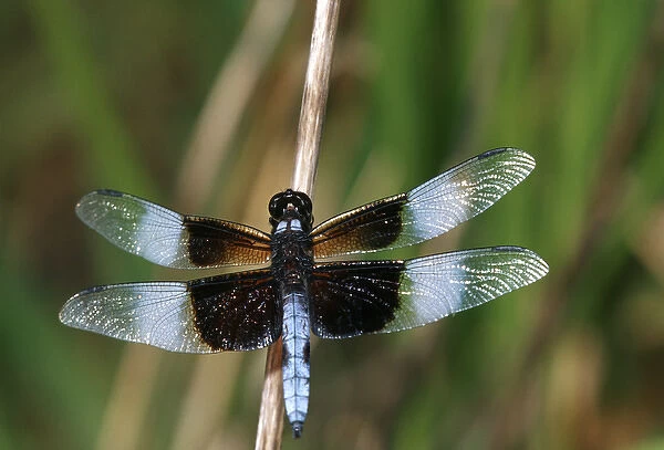 Widow Skimmer (Libellula luctuosa) male in wetland, Marion Co. IL