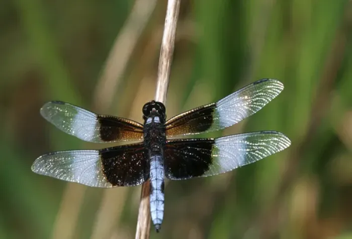 Framed Print : Widow Skimmer (Libellula luctuosa) male in wetland, Marion Co. IL Framed Print : Widow Skimmer (Libellula luctuosa) male in wetland, Marion Co. IL