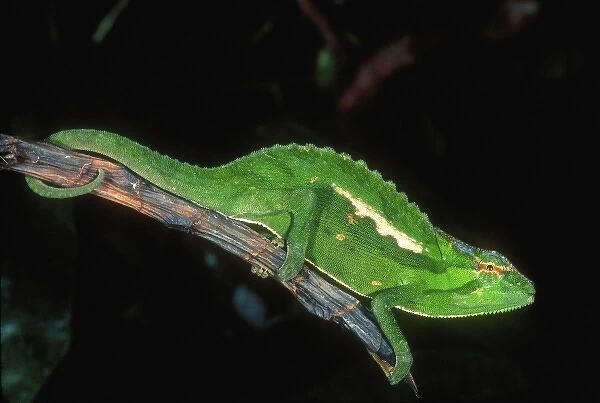 Wiedersheims Chameleon, Chamaeleo wiedersheimi, Native to Camerouns