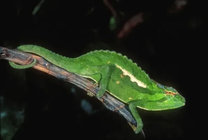 Framed Print : Wiedersheims Chameleon, Chamaeleo wiedersheimi, Native to Camerouns Framed Print : Wiedersheims Chameleon, Chamaeleo wiedersheimi, Native to Camerouns
