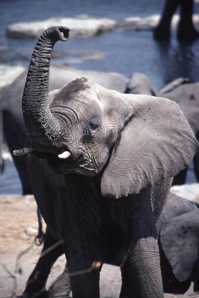 A wild African elephant in the Etosha National Park, Namibia, southern Africa