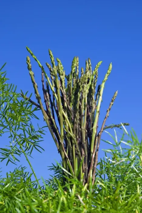 Framed Print : Wild Asparagus (Asparagus acutifolius) Framed Print : Wild Asparagus (Asparagus acutifolius)
