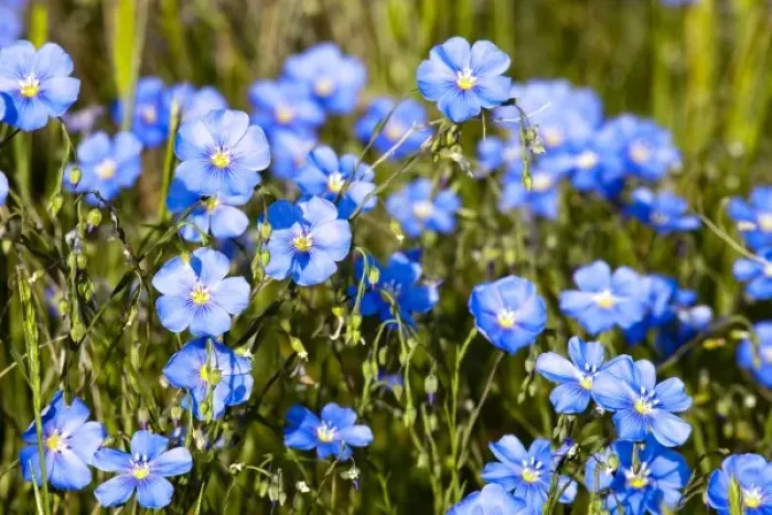 Framed Print : Wild Blue Flax