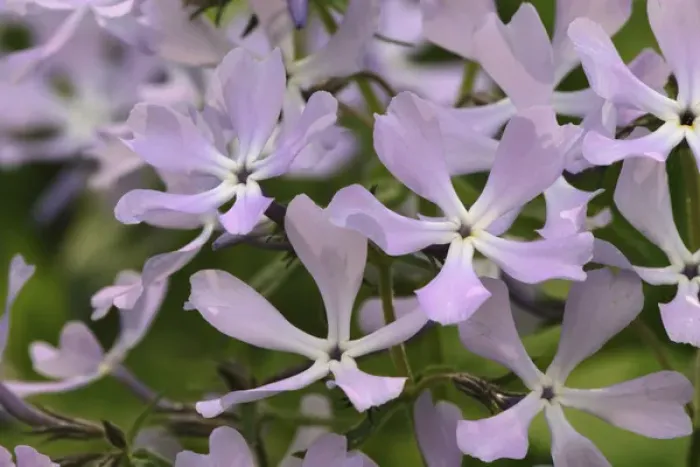 Framed Print : Wild Blue Phlox, Phlox divaricata, Great Smoky Mountains National Park, TN