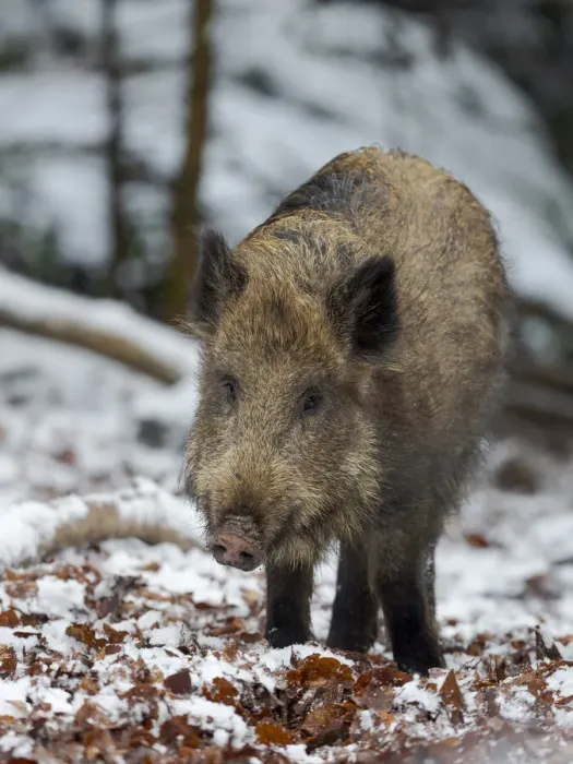 Framed Print : Wild boar (Eurasian wild pig, Sus scrofa) during winter in high forest Framed Print : Wild boar (Eurasian wild pig, Sus scrofa) during winter in high forest
