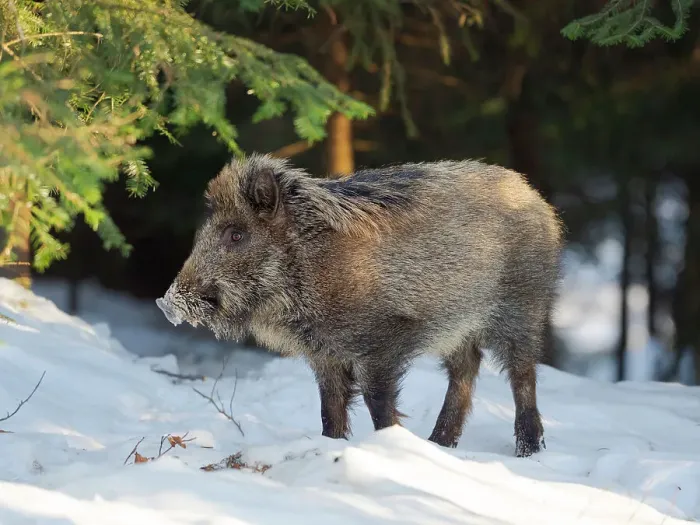 Framed Print : Wild boar in forest during winter. National Park Bavarian Forest (Bayerischer Wald), Germany, Bavaria Framed Print : Wild boar in forest during winter. National Park Bavarian Forest (Bayerischer Wald), Germany, Bavaria