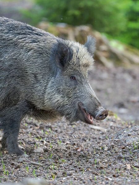 Wild boar in high forest. Enclosure in the Bavarian Forest National Park, Germany, Bavaria