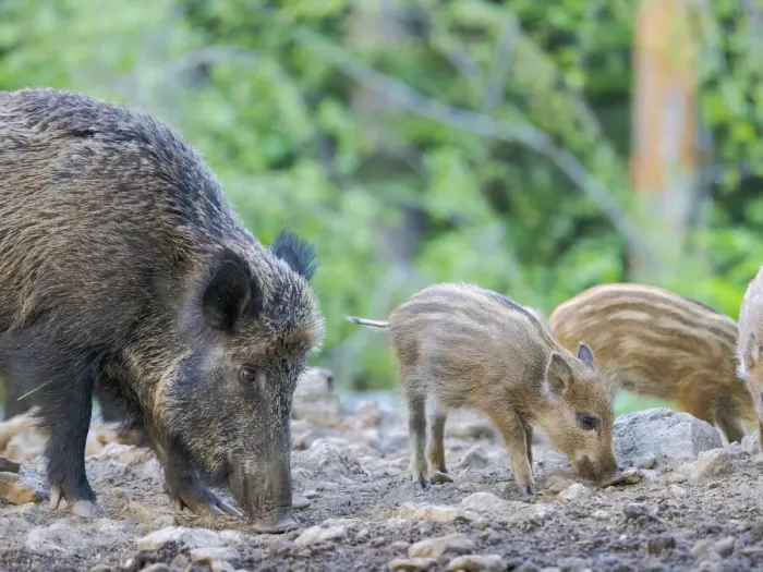 Framed Print : Wild Boar (Sus scrofa) in Forest. National Park Bavarian Forest, enclosure