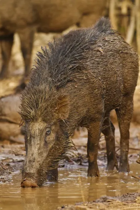 Framed Print : Wild Boar, Tadoba Andheri Tiger Reserve (TATR), India Framed Print : Wild Boar, Tadoba Andheri Tiger Reserve (TATR), India