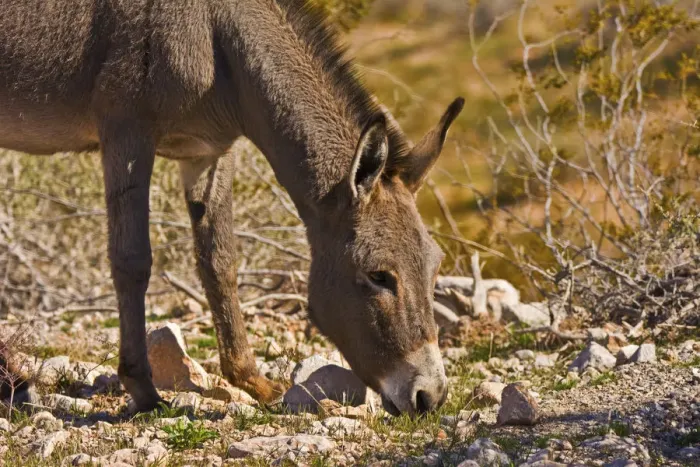 Framed Print : Wild burro, equus asinus, grazing, Red Rock Canyon, Nevada, USA Framed Print : Wild burro, equus asinus, grazing, Red Rock Canyon, Nevada, USA