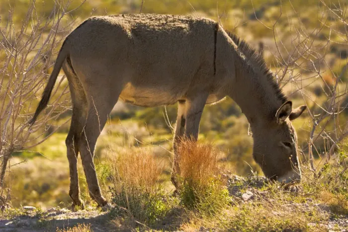 Framed Print : wild burro, grazing, Red Rock Canyon Area, Nevada, USA Framed Print : wild burro, grazing, Red Rock Canyon Area, Nevada, USA