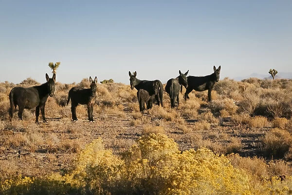 Wild burro herd, Goldfield, Nevada, USA