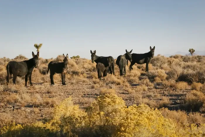 Framed Print : Wild burro herd, Goldfield, Nevada, USA