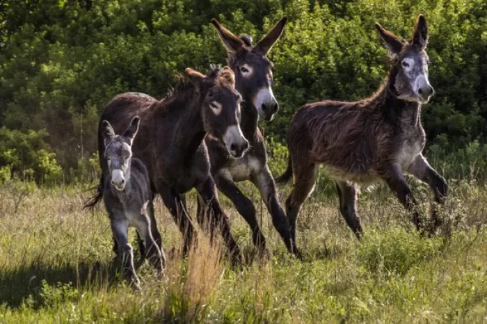Framed Print : Wild burros in Custer State Park, South Dakota, USA