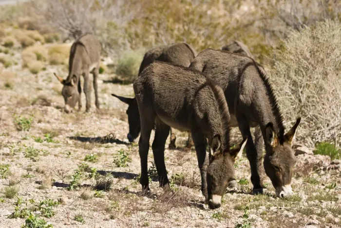 Framed Print : Wild burros, equus asinus, grazing, Red Rock Canyon, Nevada, USA Framed Print : Wild burros, equus asinus, grazing, Red Rock Canyon, Nevada, USA