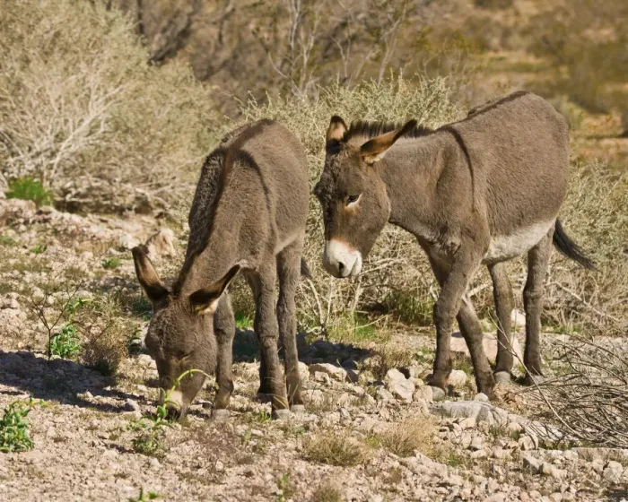 Framed Print : wild burros; grazing; Red Rock Canyon Area; Nevada; USA Framed Print : wild burros; grazing; Red Rock Canyon Area; Nevada; USA