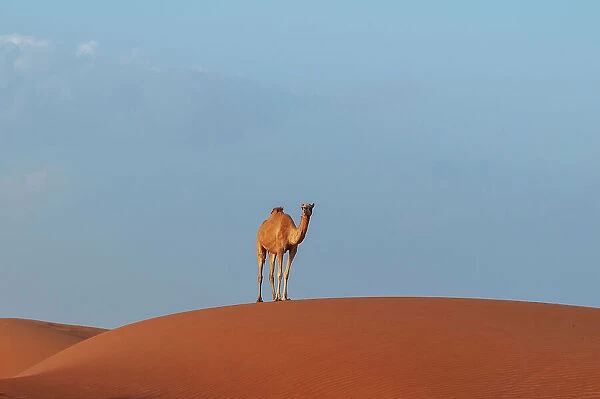 A wild camel standing atop a large sand dune in a vast desert. Wahiba Sands, Oman
