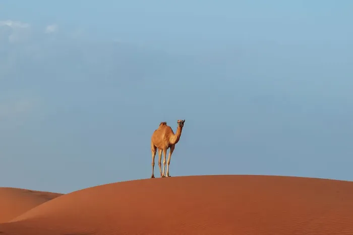Framed Print : A wild camel standing atop a large sand dune in a vast desert. Wahiba Sands, Oman