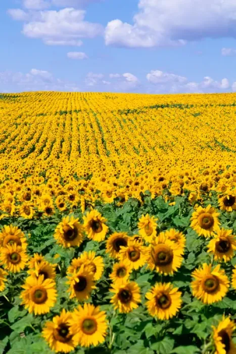 Framed Print : Wild colors of sunflowers in Jamestown North Dakota Framed Print : Wild colors of sunflowers in Jamestown North Dakota