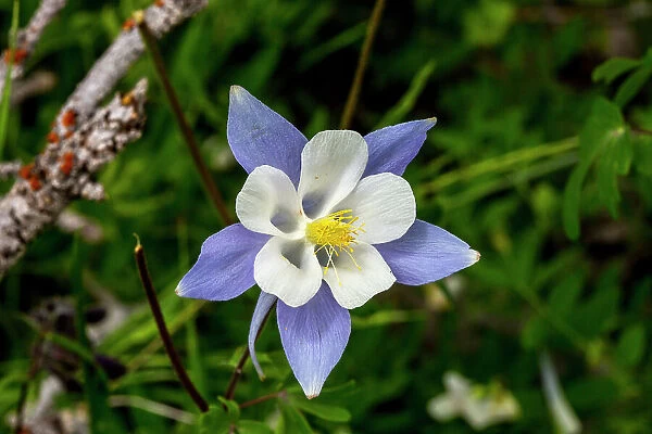 Wild Columbine flowers in Fish Lake National Forest