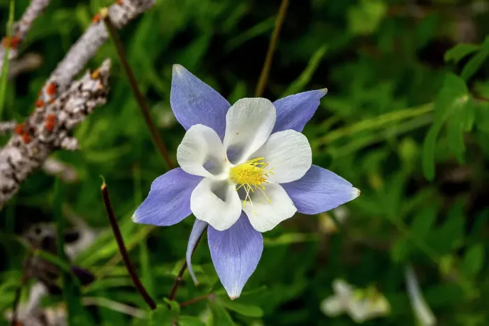 Framed Print : Wild Columbine flowers in Fish Lake National Forest Framed Print : Wild Columbine flowers in Fish Lake National Forest