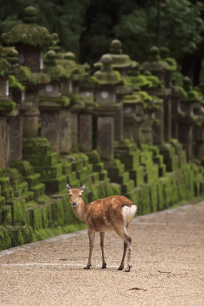 A wild deer stands next to a long line of stone lanterns at the entrance to Kasuga