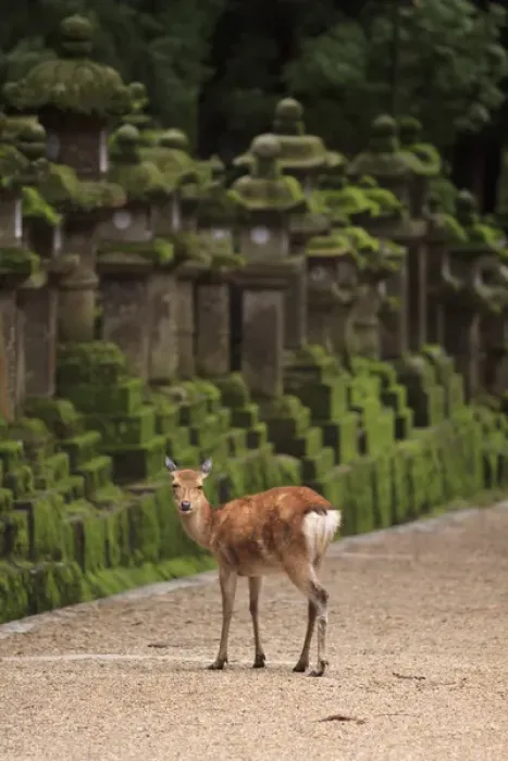 Framed Print : A wild deer stands next to a long line of stone lanterns at the entrance to Kasuga Framed Print : A wild deer stands next to a long line of stone lanterns at the entrance to Kasuga