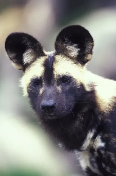 Framed Print : Wild dog (Lycanon pictus) Framed Print : Wild dog (Lycanon pictus)
