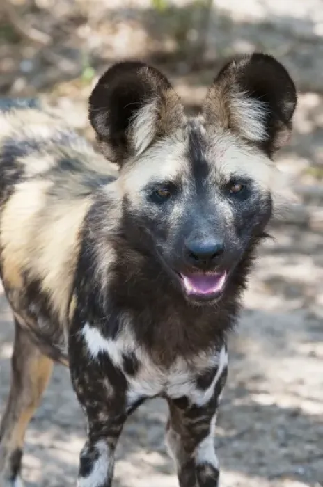 Framed Print : Wild Dog (Lycaon pictus), Captive, Hoedspruit Endangered Species Centre, Kapama Game Reserve
