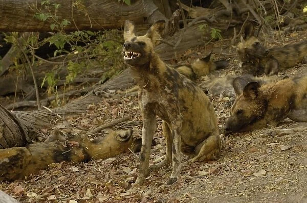 Wild dogs or painted wolves (Lycaon pictus) Savuti channel, Linyanti region. BOTSWANA