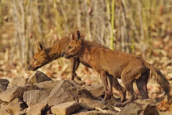 Framed Print : Wild Dogs, Tadoba Andheri Tiger Reserve (TATR), India Framed Print : Wild Dogs, Tadoba Andheri Tiger Reserve (TATR), India