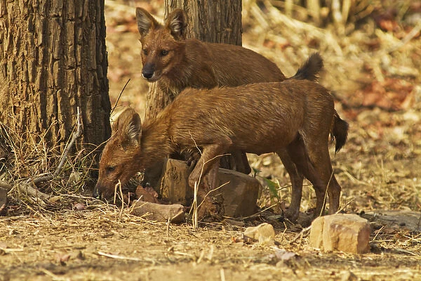 Wild Dogs, Tadoba Andheri Tiger Reserve (TATR), India