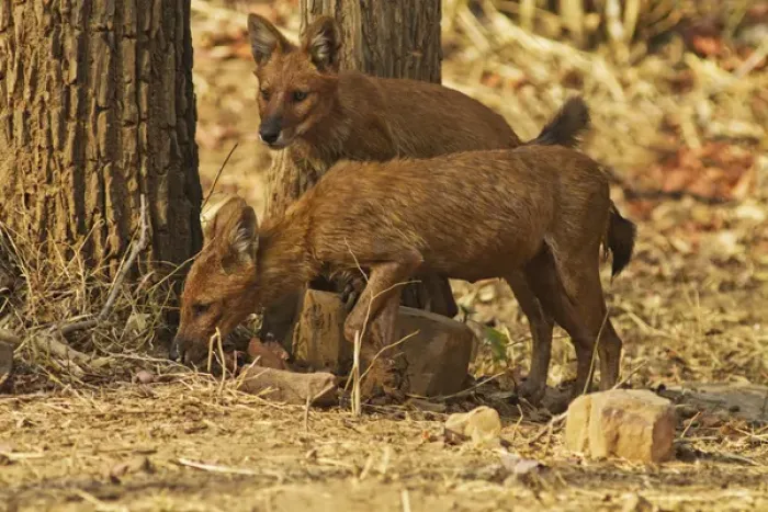 Framed Print : Wild Dogs, Tadoba Andheri Tiger Reserve (TATR), India Framed Print : Wild Dogs, Tadoba Andheri Tiger Reserve (TATR), India