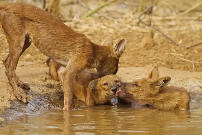 Framed Print : Wild Dogs in the waterhole, Tadoba Andheri Tiger Reserve (TATR), India