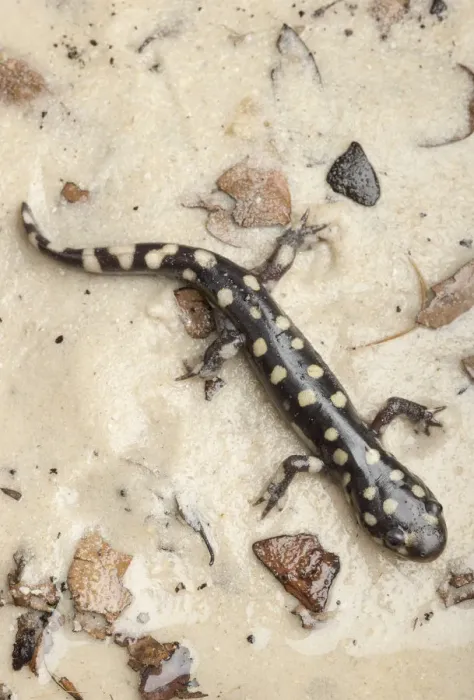 Framed Print : Wild eastern tiger salamander, Ambystoma tigrinum tigrinum, Central Florida