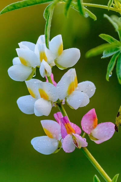 Wild flower. Bale Mountains National Park. Ethiopia