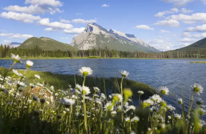 Framed Print : Wild flowers, Mt Rundle, Vermillion Lake, Banff National Park, Alberta, Canada Framed Print : Wild flowers, Mt Rundle, Vermillion Lake, Banff National Park, Alberta, Canada