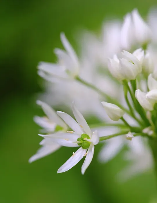 Framed Print : Wild garlic. Germany Framed Print : Wild garlic. Germany